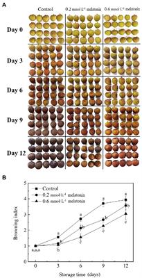 Melatonin treatment improves postharvest quality and regulates reactive oxygen species metabolism in “Feizixiao” litchi based on principal component analysis